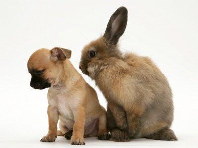 dog-rabbit2.jpg