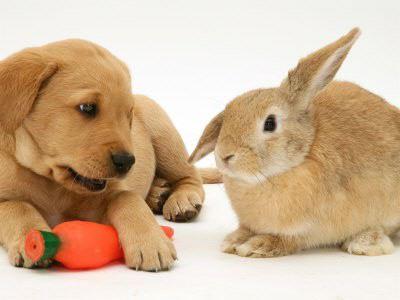 dog-rabbit3.jpg