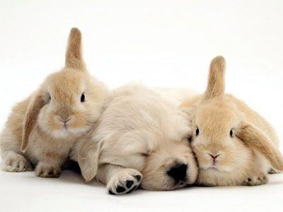 dog-rabbit4.jpg