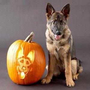 halloween_dogs_2.jpg