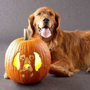 halloween_dogs_3.jpg