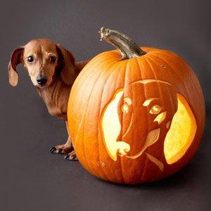 halloween_dogs_4.jpg