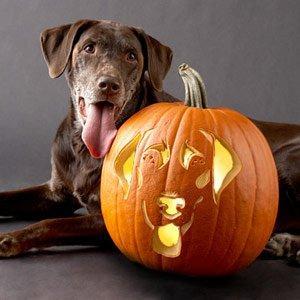 halloween_dogs_6.jpg