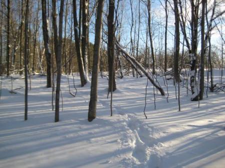 snow_shoeing.jpg