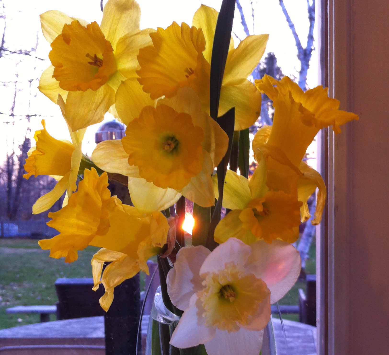 daffodils