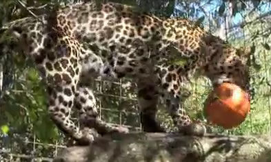 Big_Cats_Big_Love_Halloween_Pumpkins