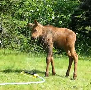 baby-moose.jpg