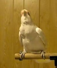 frostie-the-cockatoo_.jpg